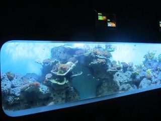 Umelé odliatky Akrylové cylindrické Transparentné akvárium na ryby / okno s výhľadom