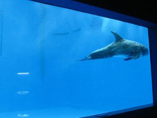 vysoko kvalitné Veľké akrylové akvárium / bazén okná podvodné hrubé okná list