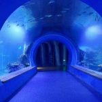 Vysoko čisté veľké akrylové tunelové akvárium rôznych tvarov