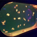 Veľké akváriové akvárium na ryby